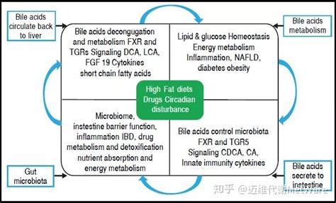 胆汁酸 五分钟看懂微生物与宿主代谢反馈调节 知乎