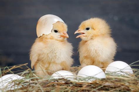 Cara Merawat Anak Ayam Yang Benar Pertanianku