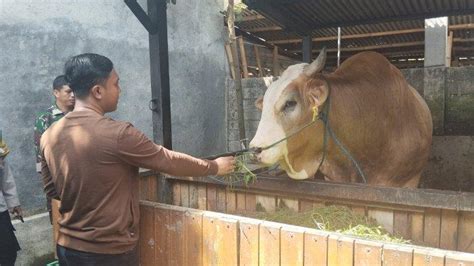 Presiden Jokowi Kurban Sapi Seberat Ton Di Ntb Tribunlombok