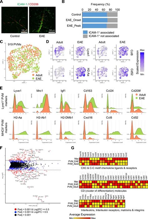 Single Cell Transcriptomics Reveals Functionally Specialized Vascular