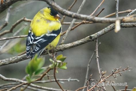 AMERICAN GOLDFINCH