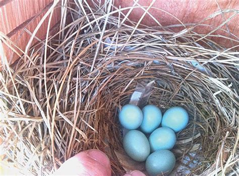 Update: Bluebird Nesting Boxes | Friends of Griffith Park