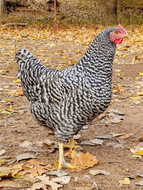 Dominique Chicken Breeds For Sale | Cackle Hatchery®