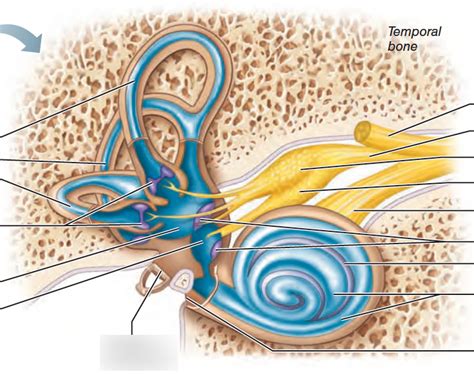 inner ear Diagram | Quizlet