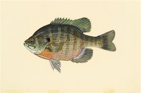 Bluegill Details - AR Fish Finder