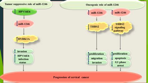 Frontiers A Review On The Role Of Mir In The Pathoetiology Of