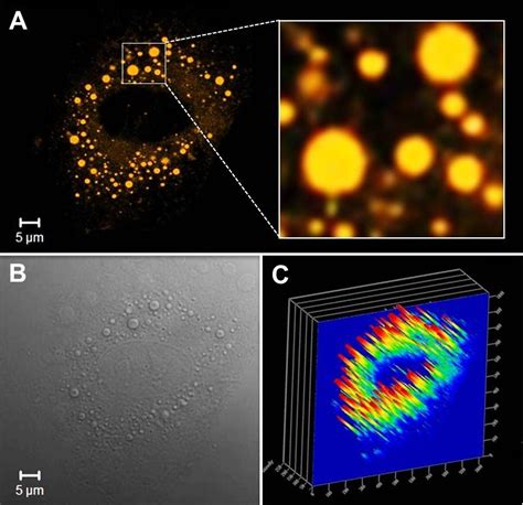 Lipid Droplets Imaging In 3t3 L1 Using Flun 550 Download Scientific