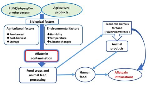 Processes Free Full Text Aflatoxins Source Detection Clinical