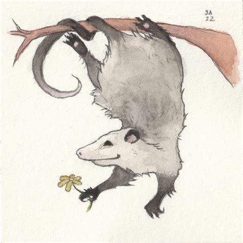 Opossum With Flower Watercolor Sold Print Only NEMAA