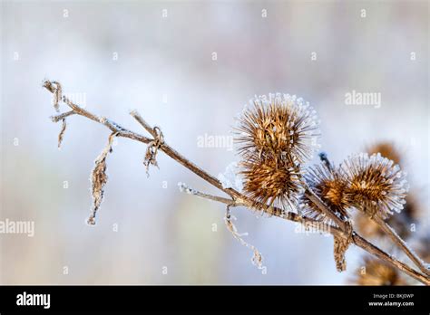 Burdock Seed Head Hi Res Stock Photography And Images Alamy