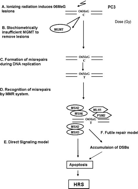 Model Of O6meg Triggered Low Dose Hyper Radiosensitivity Current