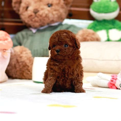 Poodle Ilanı Cins Köpek