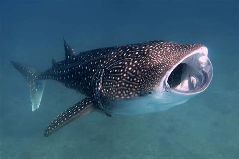 Tubarão baleia Rhincodon typus BioDiversity4All