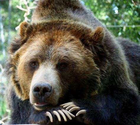 Grizzly Bears In Southern Colorado Warehouse Of Ideas