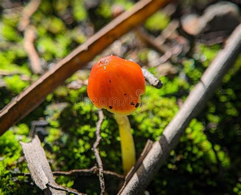 Closeup Mycena Acicula, Commonly Known As the Orange Bonnet, Stock ...