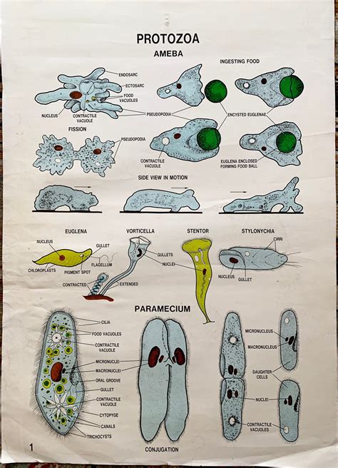 Original S Protozoa Ameba School Science Chart The Chart Was