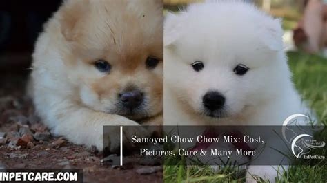 Samoyed Chow Chow Mix Cost Pictures Care And Many More