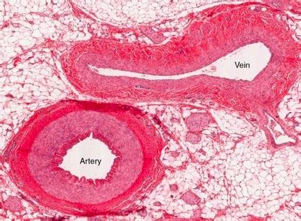 BMS 508 Lab Blood Vessels Flashcards Quizlet