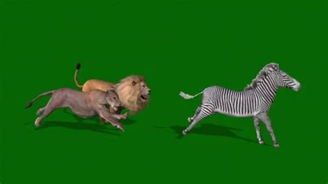 Male Lion Hunting Zebra