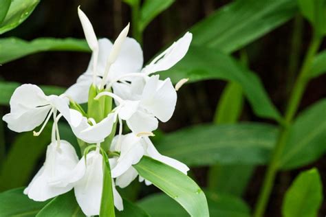 National Flower Of Cuba - Beautiful Butterfly Jasmine - Plantisima