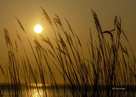 Wallpaper Sunlight Sunset Nature Reflection Sky Outdoors Field Silhouette Branch