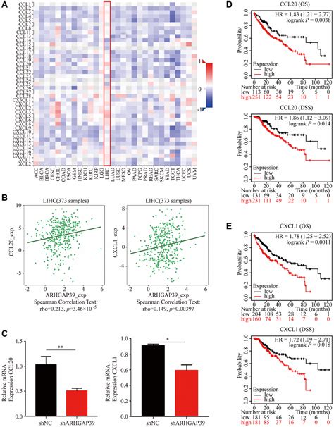 Biological Function Analysis Of ARHGAP39 As An Independent Prognostic