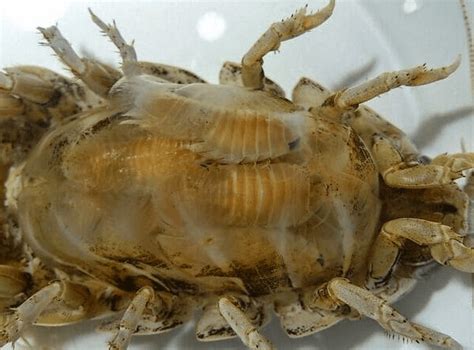 Giant Isopod Facts: This Giant Can Go without Food for 4 Years - Odd Facts