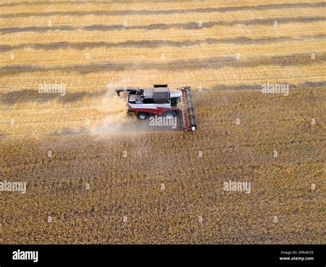 Harvesting Of Grain Crops Harvesting Wheat Oats And Barley In Fields