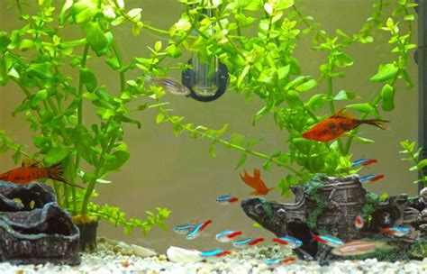 What Do Neon Tetra Eat? A Complete Feeding Guide | Fishkeeping Advice