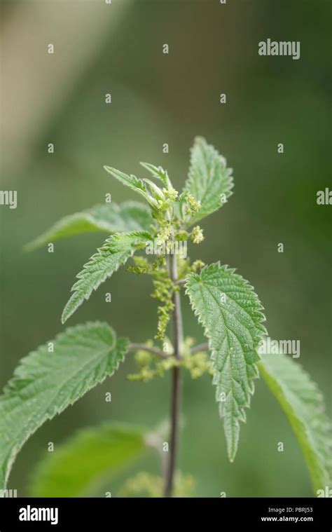 Stinging Nettles Background Texture Urtica Dioica Common Nettle Stock