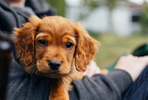 Tienes mascotas Así puedes tramitarle su CURP Alto Nivel