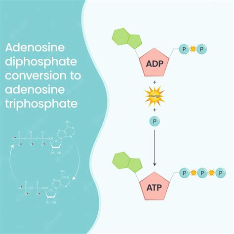 Premium Vector | Adenosine triphosphate and adenosine diphosphate comparison and cycle science ...