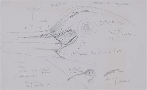 Clifford Ellis - Clifford Ellis William the Pug pencil sketch Mid
