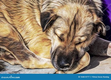 A Dog Is A Human`s Best Friend Cute Friend Dogs Stock Image Image Of