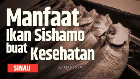 Bagaimana Kandungan Gizi Ikan Shishamo SINAU