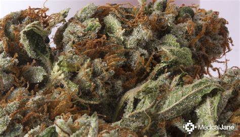 Lemon OG Kush Marijuana Strain (Review)