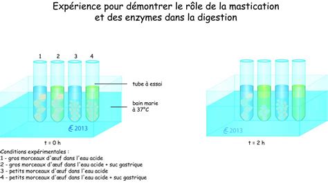 La Digestion