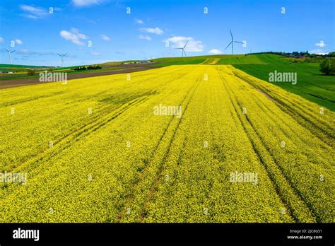 Canola Fields Blooming Canola Fields Under A Blue Sky With Clouds