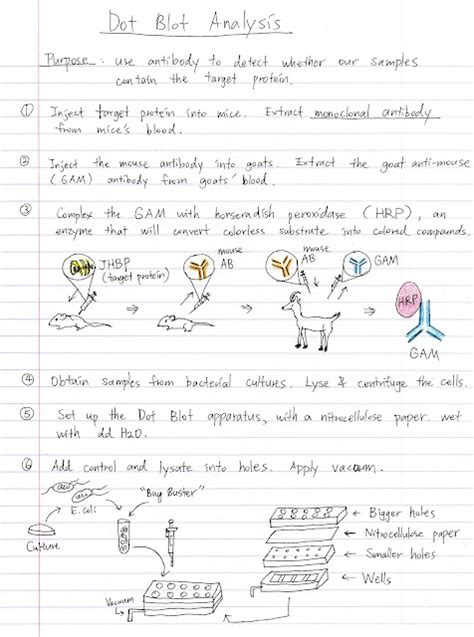 Every Little Happy & Strange Thing: Dot Blot Analysis