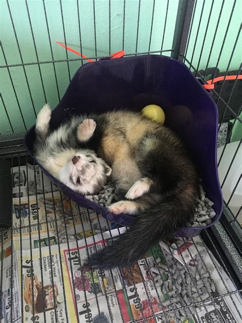 Stink loves sleeping in his litter box : r/ferrets