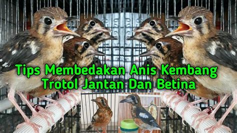 Cara Membedakan Jantan Dan Betina Burung Anis Kembang Trotol Youtube