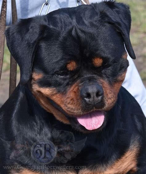 Hypnosa Of Nicolas Lion Guardian Rottweilers