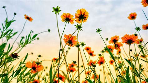 Summer Flowers Wallpaper Hd / Summer Flower Wallpapers Top Free Summer ...