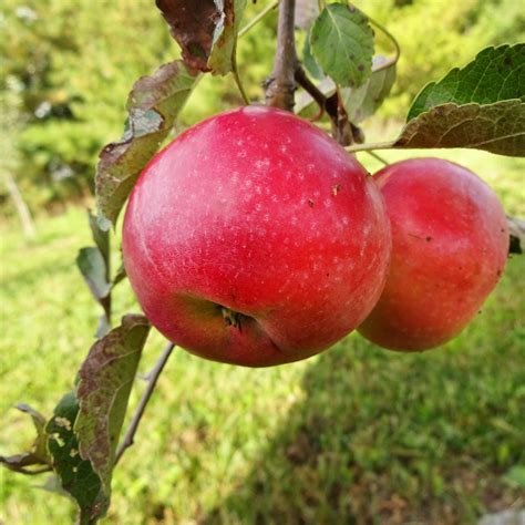 Idared Apple Silver Creek Nursery