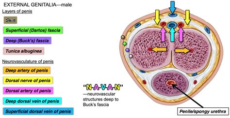 Deep Dorsal Penis Vein