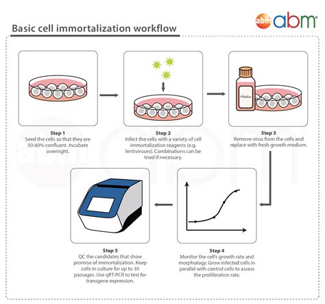 Cell Line Immortalization Bric