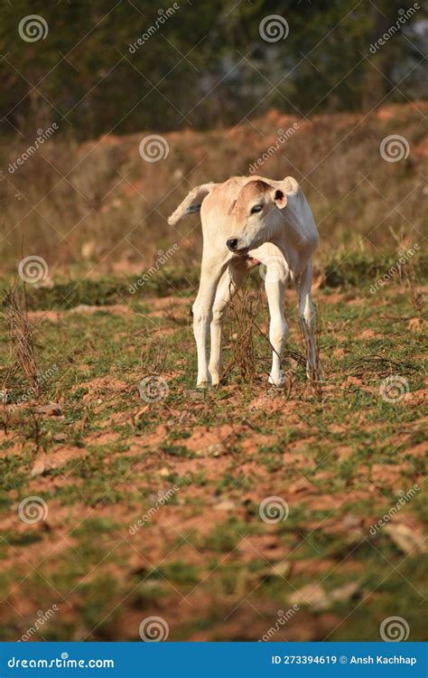 Our Little Calf is so Cute and the Most Beautiful Photo Stock Image ...