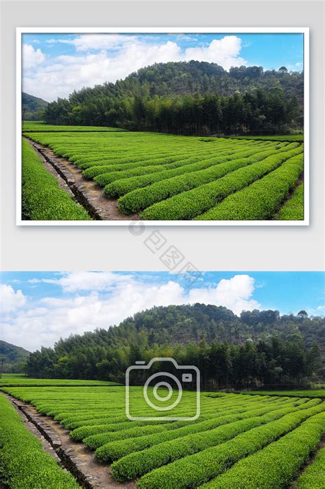 蓝天白云茶园图片 蓝天白云茶园素材免费下载 包图网