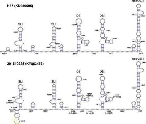 Mfold Rna Structure Prediction For The Complete 3utr Of Denv 3