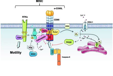 Soluble Cd95l Triggers The Motility Induced Signaling Complex Misc